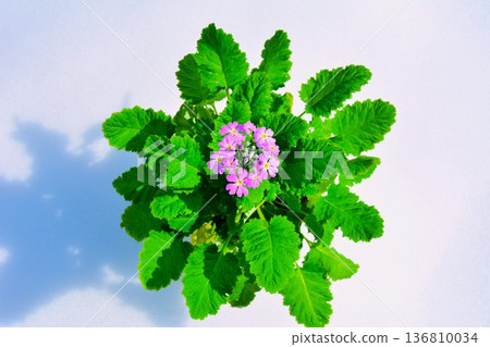 花 136810034