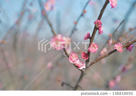 重瓣紅梅花，紅粉紅色，春天，二月 136810050