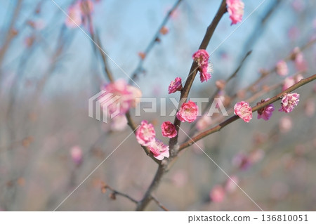 重瓣紅梅花，紅粉紅色，春天，二月 136810051
