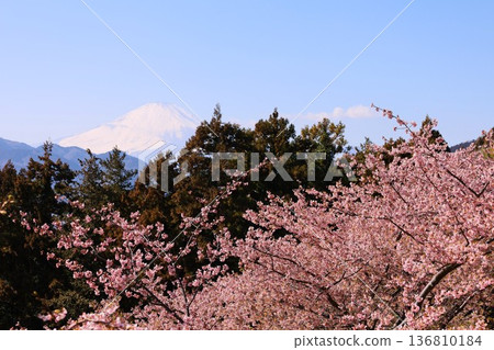 早春的河津櫻花和富士山(致佐賀山農業公園) 早春的河津櫻花和富士山(致佐賀山農業公園) 136810184