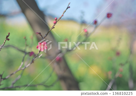 Red Plover Red Plum Blossoms Plum Blossoms Red Pink Spring February Red Plover Red Plum Blossoms Plum Blossoms Red Pink Spring February 136810225