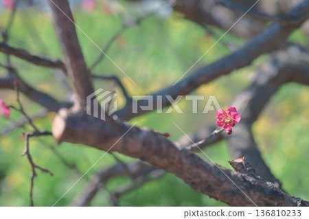 紅斑鴴 紅梅花 梅花 紅粉紅 春天 二月 136810233