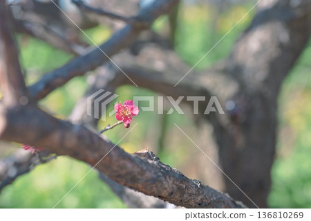 Red Plover Red Plum Blossoms Plum Blossoms Red Pink Spring February Red Plover Red Plum Blossoms Plum Blossoms Red Pink Spring February 136810269