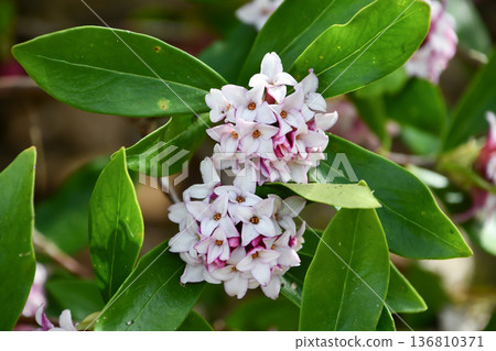 達芙妮·奧達拉(Daphne odora)冬季達芙妮(Daphne) 達芙妮·奧達拉(Daphne odora)冬季達芙妮(Daphne) 136810371