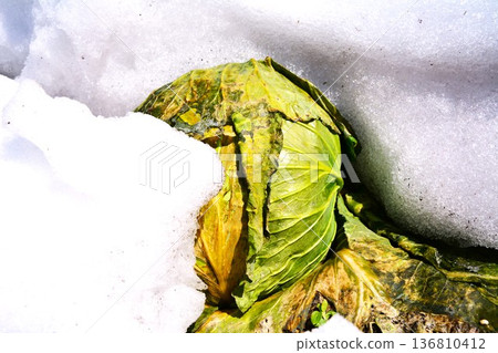 捲心菜從厚厚的積雪中冒了出來。 捲心菜從厚厚的積雪中冒了出來。 136810412