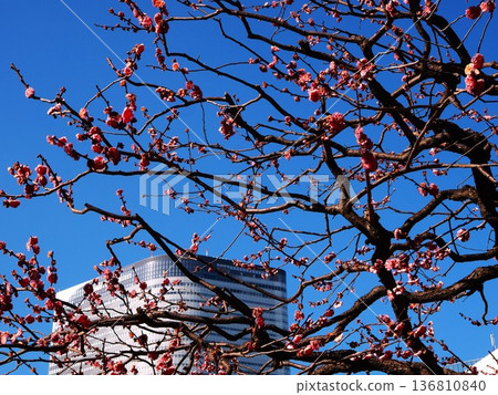 Plum blossoms beginning to bloom in Hamarikyu Gardens Plum blossoms beginning to bloom in Hamarikyu Gardens 136810840