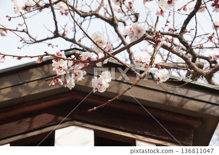 Yushima Tenmangu的Plum節日 Yushima Tenmangu的Plum節日 136811047