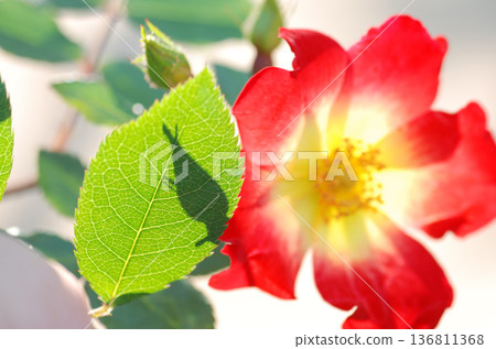 red camellia flower red camellia flower 136811368