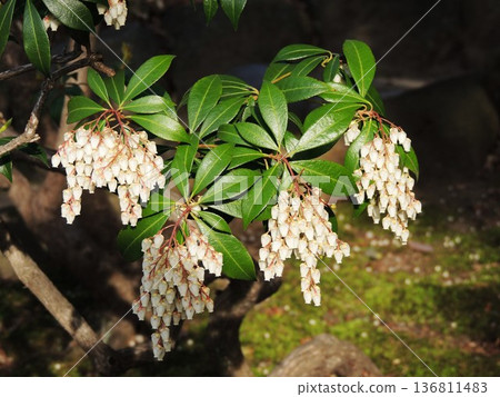 [Tokyo, Sumida Ward] White Akebia flowers and Yasuda Garden 136811483