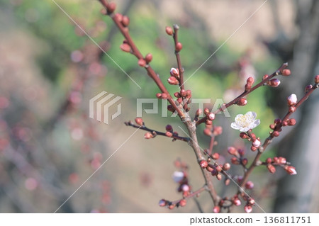 White plum blossoms Bungo plum white flowers spring February White plum blossoms Bungo plum white flowers spring February 136811751