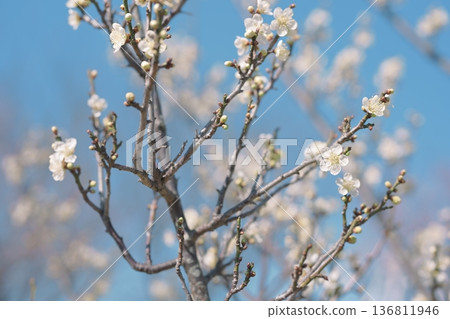 White plum blossoms plum white spring February image White plum blossoms plum white spring February image 136811946