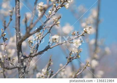 White plum blossoms plum white spring February image 136811964
