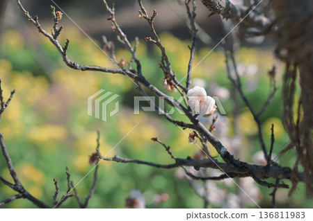 白色梅花,梅花,白色,春天,二月,圖片 白色梅花,梅花,白色,春天,二月,圖片 136811983