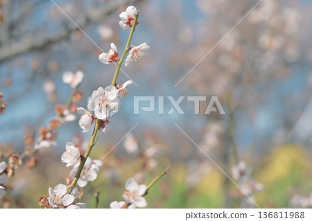 White plum blossoms plum white spring February image White plum blossoms plum white spring February image 136811988