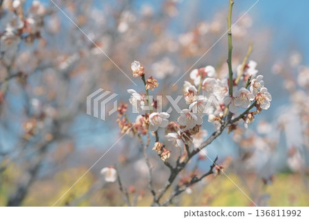 白色梅花，梅花，白色，春天，二月，圖片 136811992