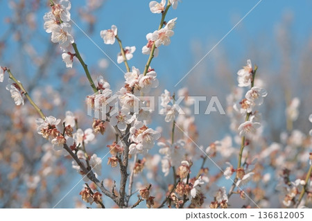 White plum blossoms plum white spring February image White plum blossoms plum white spring February image 136812005