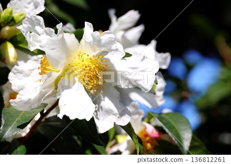 White sasanqua flower 136812261