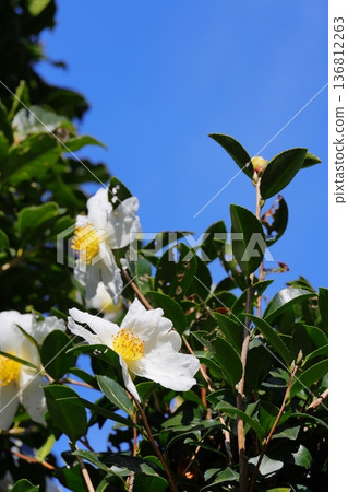 White camellia flowers, vertical position White camellia flowers, vertical position 136812263