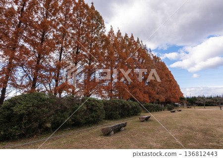 Fall Metasequoia Namiki Fall Metasequoia Namiki 136812443