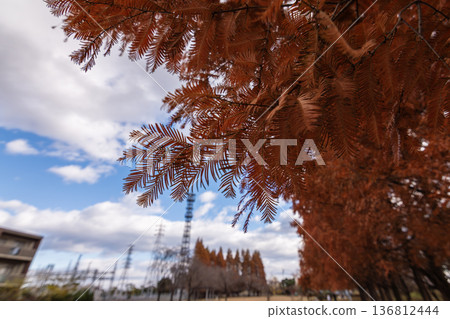 Fall Metasequoia Namiki Fall Metasequoia Namiki 136812444