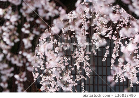 Nagano prefecture Iida City Akira no Sato stage cherry tree Nagano prefecture Iida City Akira no Sato stage cherry tree 136812490
