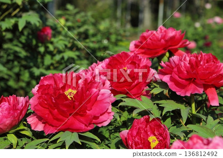 Red peony in full bloom Red peony in full bloom 136812492