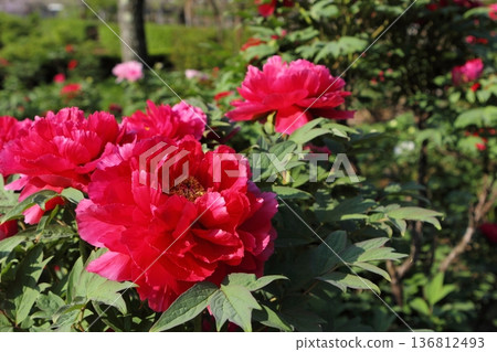 Red peony in full bloom Red peony in full bloom 136812493