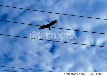 Bird silhouette, power lines, blue sky, flight, contrast Bird silhouette, power lines, blue sky, flight, contrast 136812656
