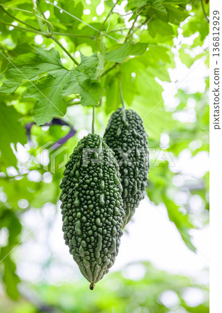 Bitter melon vine and fruit 136812929