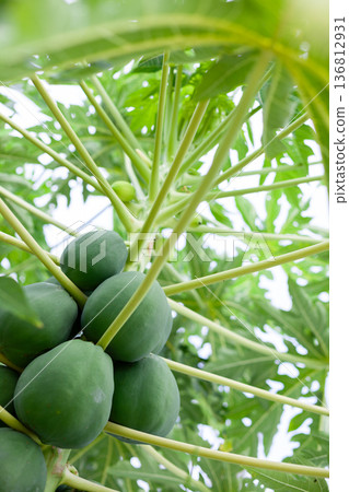 Papaya tree and fruit Papaya tree and fruit 136812931