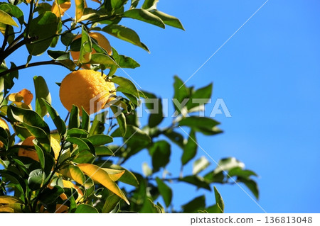 Yuzu fruit 136813048