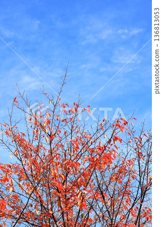 Autumn leaves on cherry trees, vertical position 136813053