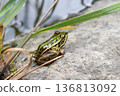 一隻綠色的青蛙靜靜地站在岩石上——自然環境和野生動物 136813092