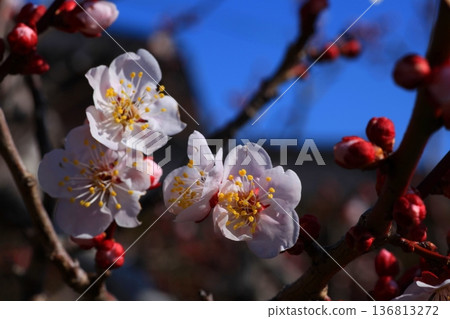 White plum blossoms that shine in the blue sky White plum blossoms that shine in the blue sky 136813272