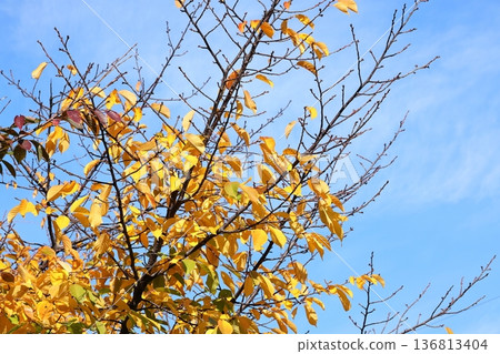 Autumn image: yellow leaves 136813404