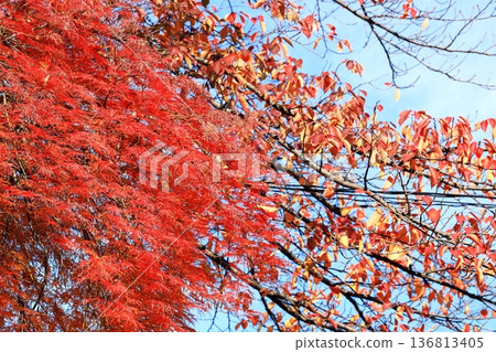 垂枝楓樹的秋葉 136813405