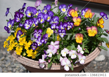 Cutely colored pansies blooming in containers Cutely colored pansies blooming in containers 136813411