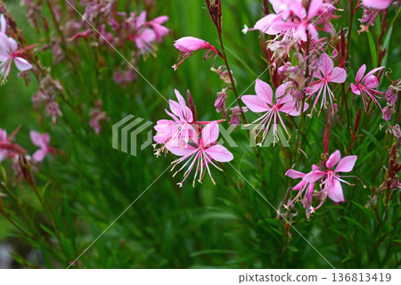 Pink Gaura flowers blooming in the garden - close-up 136813419
