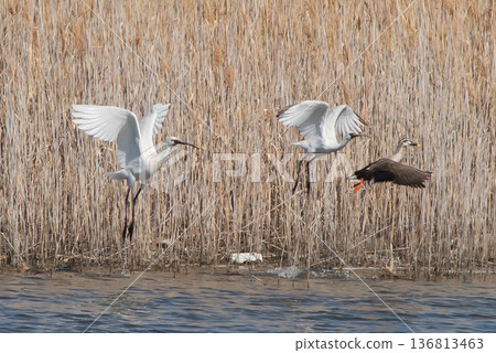 琵鷺和黑臉琵鷺起飛 136813463