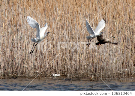 琵鷺和黑臉琵鷺起飛 136813464