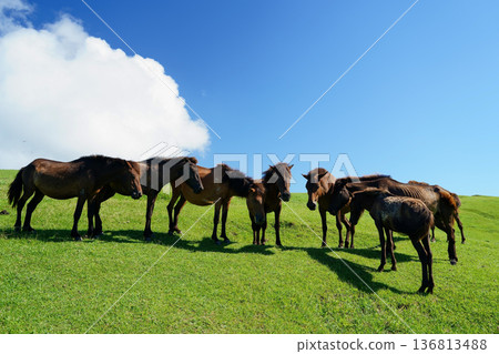 Cape Toi's wild horses Cape Toi's wild horses 136813488