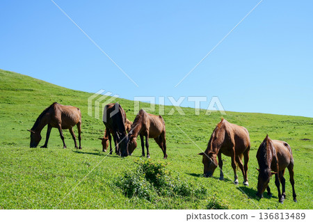 Cape Toi's wild horses Cape Toi's wild horses 136813489