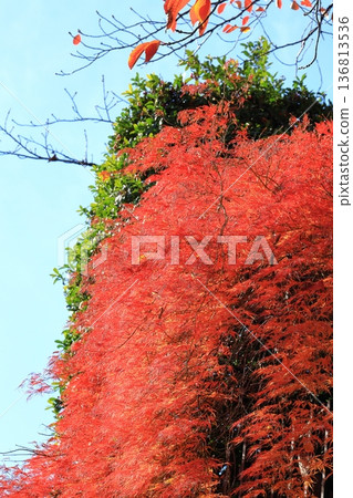 Autumn leaves of weeping maple, vertical position 136813536