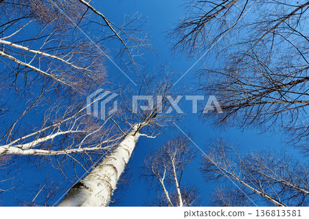 支笏洞爺國立公園的白樺林一直延伸到晴朗的冬日天空下 136813581