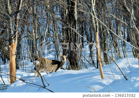 Wild deer and bark-stripped trees near the road in Shikotsu-Toya National Park Wild deer and bark-stripped trees near the road in Shikotsu-Toya National Park 136813582