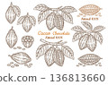 Cocoa bean pod, chocolate cacao fruit tropical plant tree branch leaves botanical sketch. Sweet candy dessert, aroma drink, healthy natural food ingredient. Vintage engraving outline hand drawn vector 136813660
