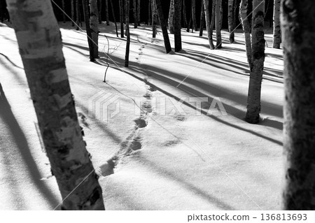 「黑白」——動物的腳印延伸到白雪皚皚的「樺樹林」深處 「黑白」——動物的腳印延伸到白雪皚皚的「樺樹林」深處 136813693