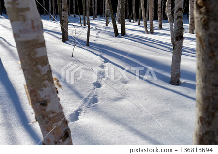 動物的足跡一直延伸到白雪皚皚的白樺林深處。 136813694