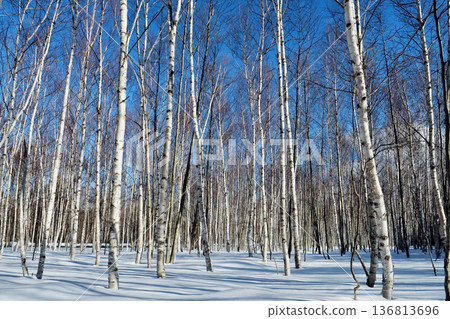 支笏洞爺國立公園，白雪皚皚的白樺林映襯著藍天。 136813696