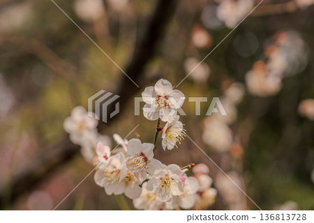white plum blossom 136813728